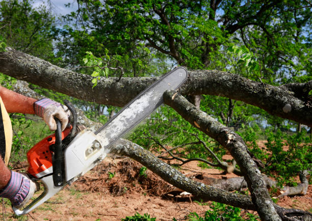 Perryville, MD Tree Services Company